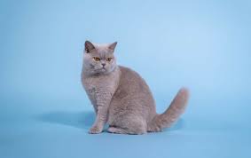 Afbeeldingsresultaat voor katten