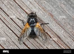 Attēlu rezultāti vaicājumam “Mesembrina meridiana”