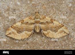 Attēlu rezultāti vaicājumam “Pelurga comitata”