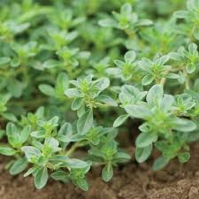 Attēlu rezultāti vaicājumam “Thymus serpyllum leaf”