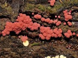 Attēlu rezultāti vaicājumam “Arcyria major”