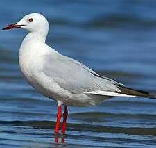 Image result for Chroicocephalus genei