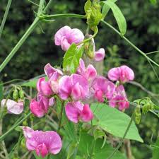 Image result for Lathyrus odoratus