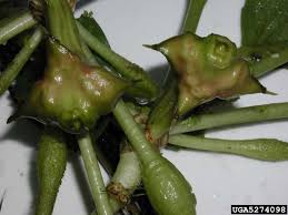 Attēlu rezultāti vaicājumam “Trapaceae”