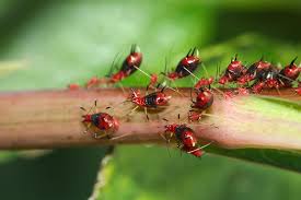 Attēlu rezultāti vaicājumam “Uroleucon cirsii”