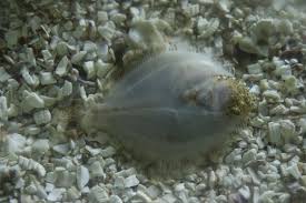 Image result for Scophthalmus maximus