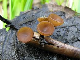 Attēlu rezultāti vaicājumam “Myriosclerotinia scirpicola”