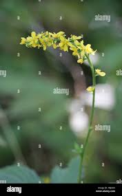 Attēlu rezultāti vaicājumam “Agrimonia pilosa flower”
