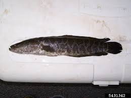 Image result for Channa argus