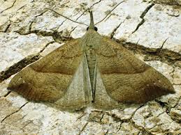 Attēlu rezultāti vaicājumam “Hypena proboscidalis”