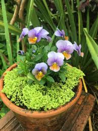 Attēlu rezultāti vaicājumam “Viola uliginosa”