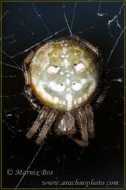 Attēlu rezultāti vaicājumam “Araneus quadratus female”