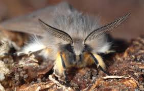 Attēlu rezultāti vaicājumam “Diaphora mendica”