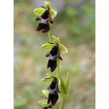 Attēlu rezultāti vaicājumam “Ophrys insectifera leaf”