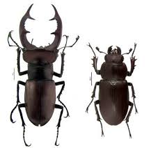 Attēlu rezultāti vaicājumam “Lucanidae”