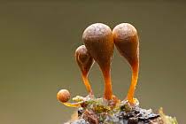 Attēlu rezultāti vaicājumam “Trichia flavicoma”