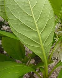 Attēlu rezultāti vaicājumam “Chionanthus virginicus leaf”