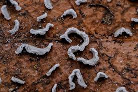 Attēlu rezultāti vaicājumam “Physarum bivalve”