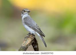 Attēlu rezultāti vaicājumam “Muscicapa striata”