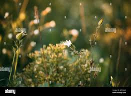 Attēlu rezultāti vaicājumam “Silene latifolia subsp. alba flower”