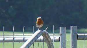 Image result for England Staffordshire Birding Club