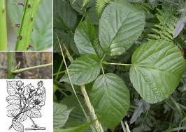 Attēlu rezultāti vaicājumam “Rubus nessensis leaf”