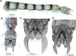 Attēlu rezultāti vaicājumam “Tanytarsus”