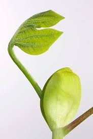 Attēlu rezultāti vaicājumam “Liriodendron tulipifera bud”