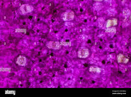 Attēlu rezultāti vaicājumam “Nardia scalaris cells”