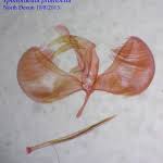 Attēlu rezultāti vaicājumam “Yponomeuta plumbella”