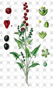 Attēlu rezultāti vaicājumam “Atriplex littoralis fruit”