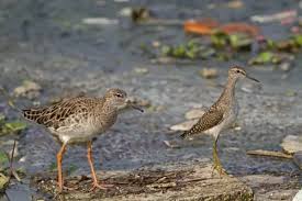 Attēlu rezultāti vaicājumam “Philomachus pugnax adult”