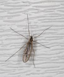 Attēlu rezultāti vaicājumam “Trichocera”