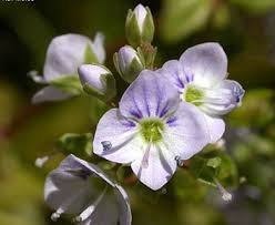 Attēlu rezultāti vaicājumam “Veronica anagallis-aquatica”