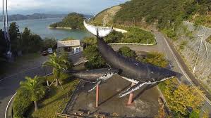 Image result for japan dolphin slaughter