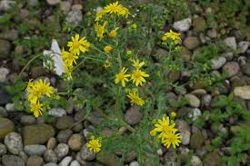 Attēlu rezultāti vaicājumam “Senecio vernalis leaf”
