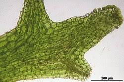 Attēlu rezultāti vaicājumam “Riccardia palmata”