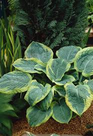 Attēlu rezultāti vaicājumam “Hosta sp.”