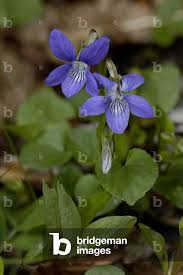 Attēlu rezultāti vaicājumam “Viola reichenbachiana”