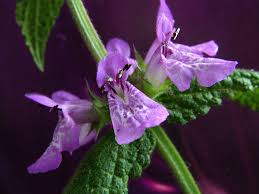 Attēlu rezultāti vaicājumam “Stachys palustris flower”
