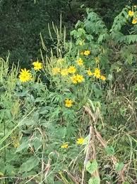 Attēlu rezultāti vaicājumam “Helianthus tuberosus”