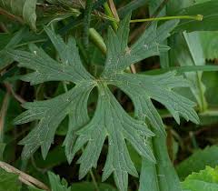 Attēlu rezultāti vaicājumam “Ranunculus acris flower”