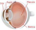 <b>Macular Degeneration</b> Causes