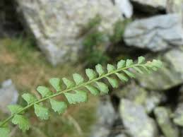 Attēlu rezultāti vaicājumam “Asplenium viride”