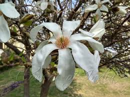 Attēlu rezultāti vaicājumam “Magnolia kobus flower”