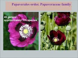 Attēlu rezultāti vaicājumam “Papaveraceae”