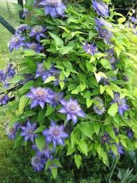 Image result for clematis multi blue