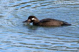 Attēlu rezultāti vaicājumam “Melanitta fusca”