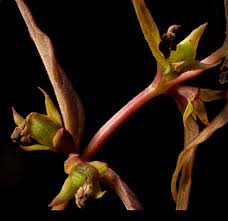 Attēlu rezultāti vaicājumam “Melampyrum sylvaticum flower”