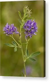 Attēlu rezultāti vaicājumam “Medicago sativa subsp. sativa flower”